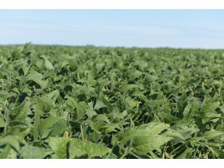 Cass & White Counties, Indiana Farmland - MAJOR LAND AUCTION - 962+/- ACRES OFFERED IN 6 TRACTS IN CASS & WHITE COUNTIES, INDIANA