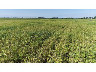 Cass & White Counties, Indiana Farmland - MAJOR LAND AUCTION - 962+/- ACRES OFFERED IN 6 TRACTS IN CASS & WHITE COUNTIES, INDIANA