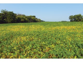 Farm 1: Tracts 1-5 in Ogle County, Illinois Farmland - VIRTUAL ILLINOIS LAND AUCTION - 1,132+/- ACRES IN OGLE, BOONE, WINNEBAGO, STARK, CLAY & WAYNE COUNTIES IN ILLINOIS