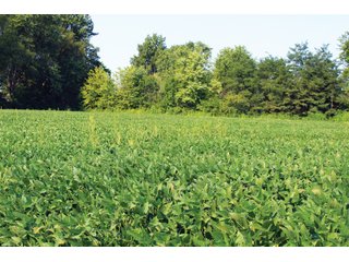 Farm 3: Tracts 19-21 in Clay & Wayne Counties, Illinois - VIRTUAL ILLINOIS LAND AUCTION - 1,132+/- ACRES IN OGLE, BOONE, WINNEBAGO, STARK, CLAY & WAYNE COUNTIES IN ILLINOIS