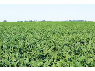 Farm 3: Tracts 19-21 in Clay & Wayne Counties, Illinois - VIRTUAL ILLINOIS LAND AUCTION - 1,132+/- ACRES IN OGLE, BOONE, WINNEBAGO, STARK, CLAY & WAYNE COUNTIES IN ILLINOIS