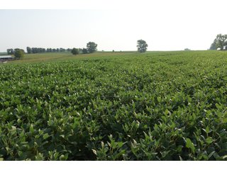 Tracts 8-11 in Winnebago County, Indiana Farmland - VIRTUAL ILLINOIS LAND AUCTION - 637+/- ACRES OFFERED IN 11 TRACTS IN OGLE, BOONE & WINNEBAGO COUNTIES, ILLINOIS (PART OF AN 1,132+/- ACRE, 21 TRACT AUCTION)