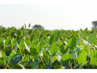 Tracts 8-11 in Winnebago County, Indiana Farmland - VIRTUAL ILLINOIS LAND AUCTION - 637+/- ACRES OFFERED IN 11 TRACTS IN OGLE, BOONE & WINNEBAGO COUNTIES, ILLINOIS (PART OF AN 1,132+/- ACRE, 21 TRACT AUCTION)