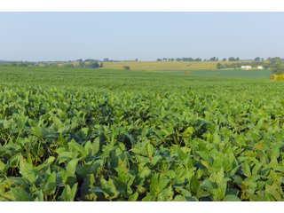 Tracts 8-11 in Winnebago County, Indiana Farmland - VIRTUAL ILLINOIS LAND AUCTION - 637+/- ACRES OFFERED IN 11 TRACTS IN OGLE, BOONE & WINNEBAGO COUNTIES, ILLINOIS (PART OF AN 1,132+/- ACRE, 21 TRACT AUCTION)