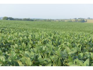 Tracts 8-11 in Winnebago County, Indiana Farmland - VIRTUAL ILLINOIS LAND AUCTION - 637+/- ACRES OFFERED IN 11 TRACTS IN OGLE, BOONE & WINNEBAGO COUNTIES, ILLINOIS (PART OF AN 1,132+/- ACRE, 21 TRACT AUCTION)