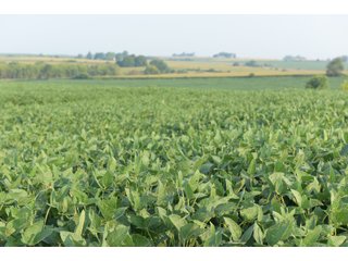 Tracts 8-11 in Winnebago County, Indiana Farmland - VIRTUAL ILLINOIS LAND AUCTION - 637+/- ACRES OFFERED IN 11 TRACTS IN OGLE, BOONE & WINNEBAGO COUNTIES, ILLINOIS (PART OF AN 1,132+/- ACRE, 21 TRACT AUCTION)