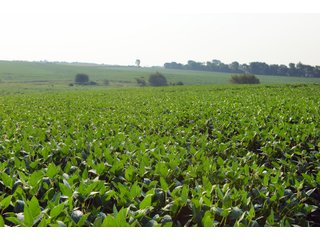 Tracts 8-11 in Winnebago County, Indiana Farmland - VIRTUAL ILLINOIS LAND AUCTION - 637+/- ACRES OFFERED IN 11 TRACTS IN OGLE, BOONE & WINNEBAGO COUNTIES, ILLINOIS (PART OF AN 1,132+/- ACRE, 21 TRACT AUCTION)