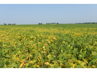 Tracts 1-5 in Ogle County, Indiana Farmland - VIRTUAL ILLINOIS LAND AUCTION - 637+/- ACRES OFFERED IN 11 TRACTS IN OGLE, BOONE & WINNEBAGO COUNTIES, ILLINOIS (PART OF AN 1,132+/- ACRE, 21 TRACT AUCTION)