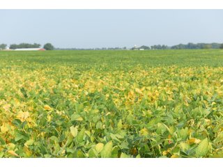 Tracts 1-5 in Ogle County, Indiana Farmland - VIRTUAL ILLINOIS LAND AUCTION - 637+/- ACRES OFFERED IN 11 TRACTS IN OGLE, BOONE & WINNEBAGO COUNTIES, ILLINOIS (PART OF AN 1,132+/- ACRE, 21 TRACT AUCTION)