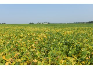 Tracts 1-5 in Ogle County, Indiana Farmland - VIRTUAL ILLINOIS LAND AUCTION - 637+/- ACRES OFFERED IN 11 TRACTS IN OGLE, BOONE & WINNEBAGO COUNTIES, ILLINOIS (PART OF AN 1,132+/- ACRE, 21 TRACT AUCTION)