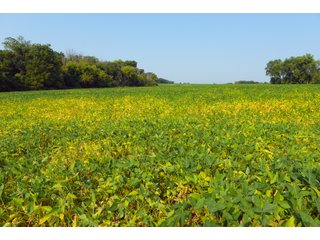 Tracts 1-5 in Ogle County, Indiana Farmland - VIRTUAL ILLINOIS LAND AUCTION - 637+/- ACRES OFFERED IN 11 TRACTS IN OGLE, BOONE & WINNEBAGO COUNTIES, ILLINOIS (PART OF AN 1,132+/- ACRE, 21 TRACT AUCTION)