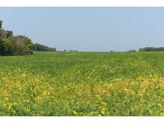 Tracts 1-5 in Ogle County, Indiana Farmland - VIRTUAL ILLINOIS LAND AUCTION - 637+/- ACRES OFFERED IN 11 TRACTS IN OGLE, BOONE & WINNEBAGO COUNTIES, ILLINOIS (PART OF AN 1,132+/- ACRE, 21 TRACT AUCTION)