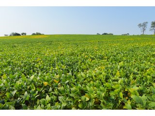 Tracts 1-5 in Ogle County, Indiana Farmland - VIRTUAL ILLINOIS LAND AUCTION - 637+/- ACRES OFFERED IN 11 TRACTS IN OGLE, BOONE & WINNEBAGO COUNTIES, ILLINOIS (PART OF AN 1,132+/- ACRE, 21 TRACT AUCTION)