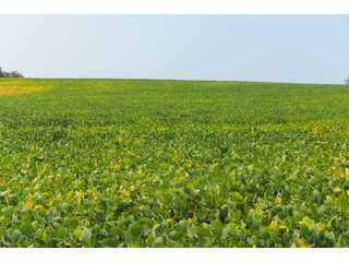 Tracts 1-5 in Ogle County, Indiana Farmland - VIRTUAL ILLINOIS LAND AUCTION - 637+/- ACRES OFFERED IN 11 TRACTS IN OGLE, BOONE & WINNEBAGO COUNTIES, ILLINOIS (PART OF AN 1,132+/- ACRE, 21 TRACT AUCTION)