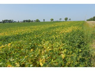 Tracts 1-5 in Ogle County, Indiana Farmland - VIRTUAL ILLINOIS LAND AUCTION - 637+/- ACRES OFFERED IN 11 TRACTS IN OGLE, BOONE & WINNEBAGO COUNTIES, ILLINOIS (PART OF AN 1,132+/- ACRE, 21 TRACT AUCTION)