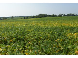 Tracts 1-5 in Ogle County, Indiana Farmland - VIRTUAL ILLINOIS LAND AUCTION - 637+/- ACRES OFFERED IN 11 TRACTS IN OGLE, BOONE & WINNEBAGO COUNTIES, ILLINOIS (PART OF AN 1,132+/- ACRE, 21 TRACT AUCTION)