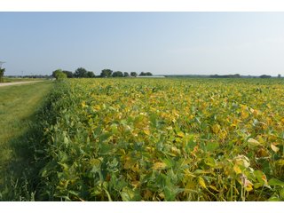 Tracts 1-5 in Ogle County, Indiana Farmland - VIRTUAL ILLINOIS LAND AUCTION - 637+/- ACRES OFFERED IN 11 TRACTS IN OGLE, BOONE & WINNEBAGO COUNTIES, ILLINOIS (PART OF AN 1,132+/- ACRE, 21 TRACT AUCTION)