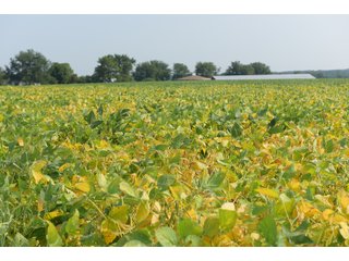 Tracts 1-5 in Ogle County, Indiana Farmland - VIRTUAL ILLINOIS LAND AUCTION - 637+/- ACRES OFFERED IN 11 TRACTS IN OGLE, BOONE & WINNEBAGO COUNTIES, ILLINOIS (PART OF AN 1,132+/- ACRE, 21 TRACT AUCTION)