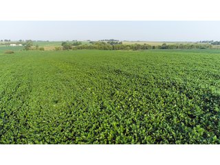 Tracts 8-11 in Winnebago County, Indiana Farmland - VIRTUAL ILLINOIS LAND AUCTION - 637+/- ACRES OFFERED IN 11 TRACTS IN OGLE, BOONE & WINNEBAGO COUNTIES, ILLINOIS (PART OF AN 1,132+/- ACRE, 21 TRACT AUCTION)