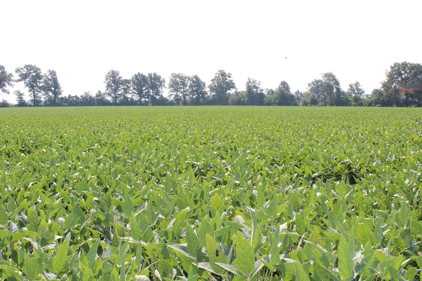 Tract 19 in Clay & Wayne Counties, Indiana Farmland - VIRTUAL ILLINOIS LAND AUCTION - 109+/- ACRES OFFERED IN 3 TRACTS IN CLAY & WAYNE COUNTIES, ILLINOIS (PART OF AN 1,132+/- ACRE, 21 TRACT AUCTION)