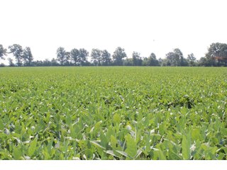 Tract 19 in Clay & Wayne Counties, Indiana Farmland - VIRTUAL ILLINOIS LAND AUCTION - 109+/- ACRES OFFERED IN 3 TRACTS IN CLAY & WAYNE COUNTIES, ILLINOIS (PART OF AN 1,132+/- ACRE, 21 TRACT AUCTION)