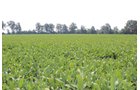 Tract 19 in Clay & Wayne Counties, Indiana Farmland - VIRTUAL ILLINOIS LAND AUCTION - 109+/- ACRES OFFERED IN 3 TRACTS IN CLAY & WAYNE COUNTIES, ILLINOIS (PART OF AN 1,132+/- ACRE, 21 TRACT AUCTION)