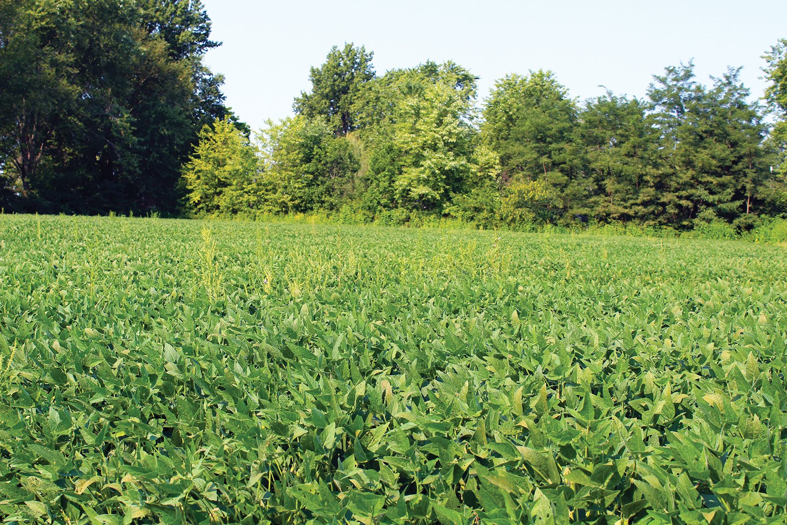 Tract 19 in Clay & Wayne Counties, Indiana Farmland - VIRTUAL ILLINOIS LAND AUCTION - 109+/- ACRES OFFERED IN 3 TRACTS IN CLAY & WAYNE COUNTIES, ILLINOIS (PART OF AN 1,132+/- ACRE, 21 TRACT AUCTION)