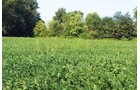 Tract 19 in Clay & Wayne Counties, Indiana Farmland - VIRTUAL ILLINOIS LAND AUCTION - 109+/- ACRES OFFERED IN 3 TRACTS IN CLAY & WAYNE COUNTIES, ILLINOIS (PART OF AN 1,132+/- ACRE, 21 TRACT AUCTION)