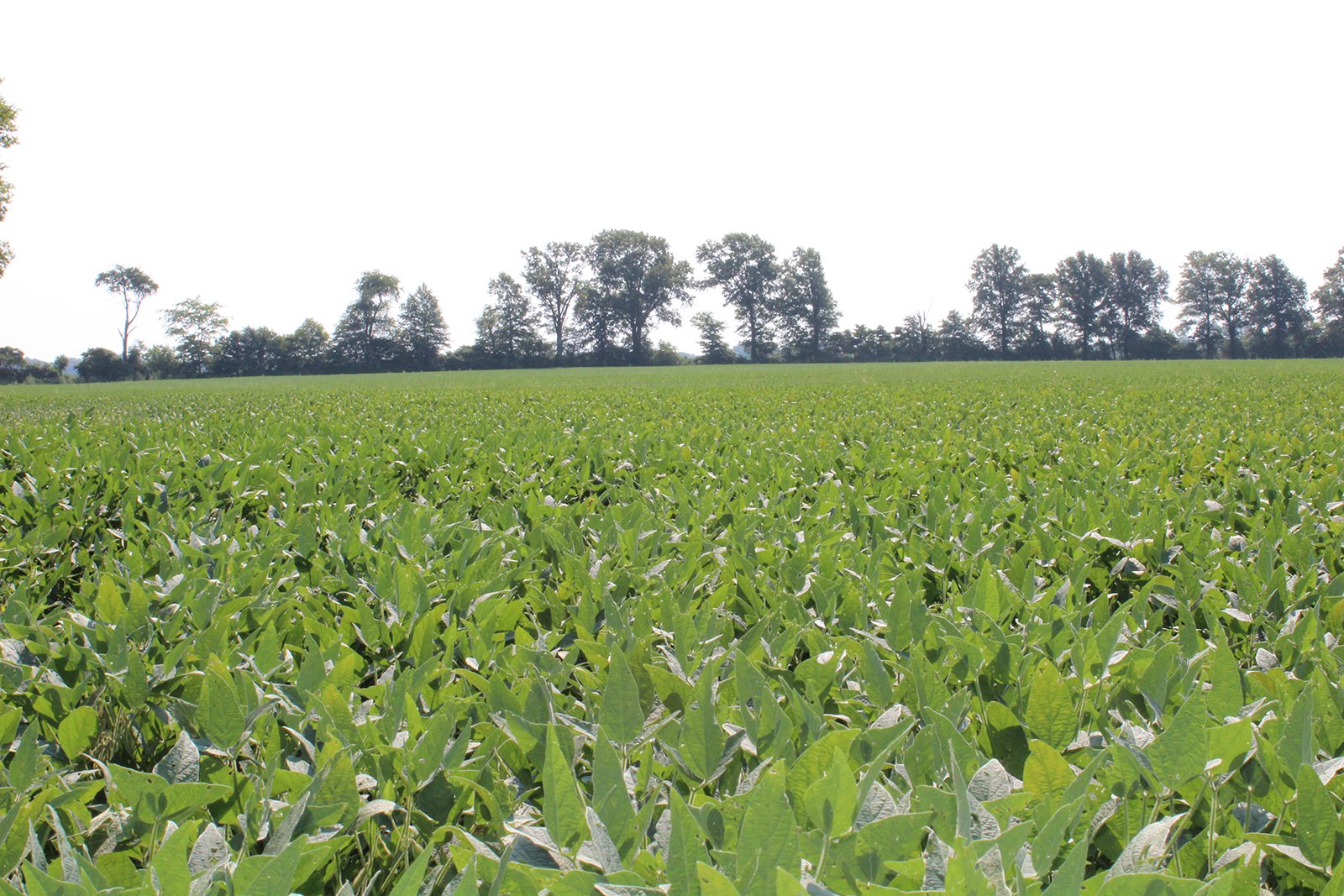 Tract 19 in Clay & Wayne Counties, Indiana Farmland - VIRTUAL ILLINOIS LAND AUCTION - 109+/- ACRES OFFERED IN 3 TRACTS IN CLAY & WAYNE COUNTIES, ILLINOIS (PART OF AN 1,132+/- ACRE, 21 TRACT AUCTION)