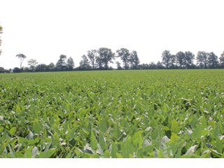 Tract 19 in Clay & Wayne Counties, Indiana Farmland - VIRTUAL ILLINOIS LAND AUCTION - 109+/- ACRES OFFERED IN 3 TRACTS IN CLAY & WAYNE COUNTIES, ILLINOIS (PART OF AN 1,132+/- ACRE, 21 TRACT AUCTION)