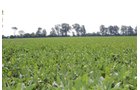 Tract 19 in Clay & Wayne Counties, Indiana Farmland - VIRTUAL ILLINOIS LAND AUCTION - 109+/- ACRES OFFERED IN 3 TRACTS IN CLAY & WAYNE COUNTIES, ILLINOIS (PART OF AN 1,132+/- ACRE, 21 TRACT AUCTION)