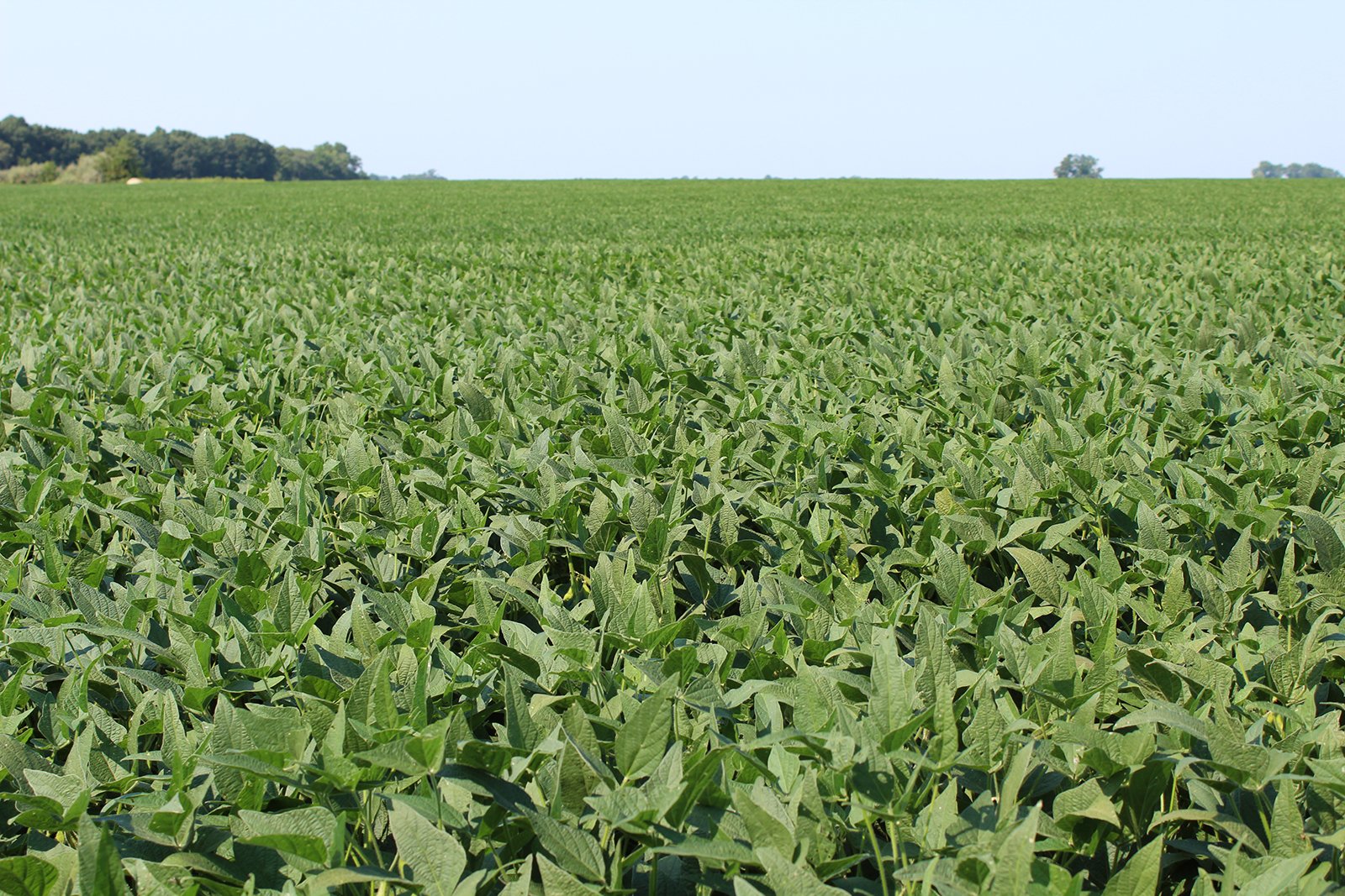 Tract 20 in Clay & Wayne Counties, Indiana Farmland - VIRTUAL ILLINOIS LAND AUCTION - 109+/- ACRES OFFERED IN 3 TRACTS IN CLAY & WAYNE COUNTIES, ILLINOIS (PART OF AN 1,132+/- ACRE, 21 TRACT AUCTION)