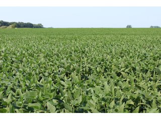 Tract 20 in Clay & Wayne Counties, Indiana Farmland - VIRTUAL ILLINOIS LAND AUCTION - 109+/- ACRES OFFERED IN 3 TRACTS IN CLAY & WAYNE COUNTIES, ILLINOIS (PART OF AN 1,132+/- ACRE, 21 TRACT AUCTION)
