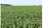 Tract 20 in Clay & Wayne Counties, Indiana Farmland - VIRTUAL ILLINOIS LAND AUCTION - 109+/- ACRES OFFERED IN 3 TRACTS IN CLAY & WAYNE COUNTIES, ILLINOIS (PART OF AN 1,132+/- ACRE, 21 TRACT AUCTION)