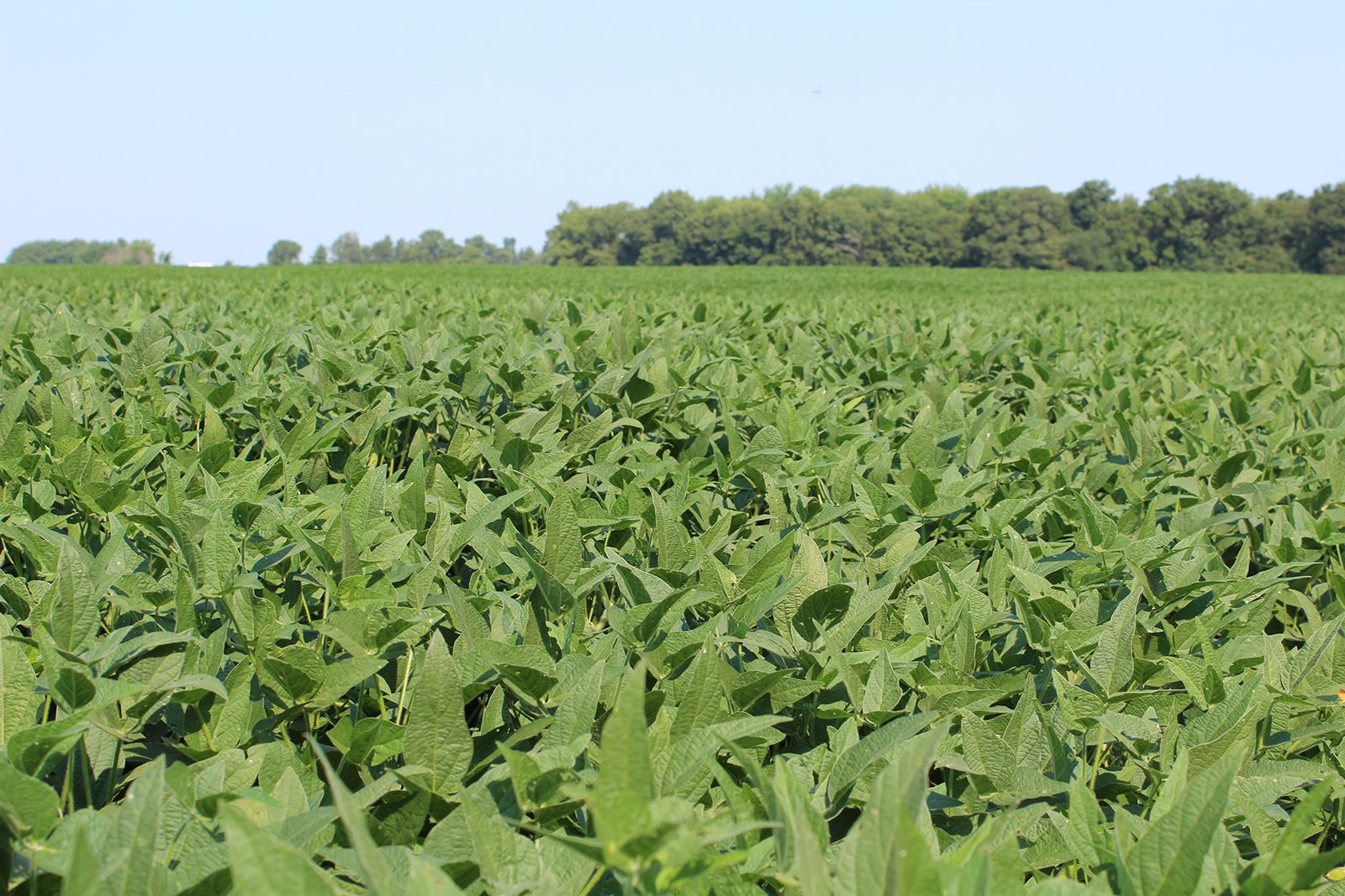 Tract 20 in Clay & Wayne Counties, Indiana Farmland - VIRTUAL ILLINOIS LAND AUCTION - 109+/- ACRES OFFERED IN 3 TRACTS IN CLAY & WAYNE COUNTIES, ILLINOIS (PART OF AN 1,132+/- ACRE, 21 TRACT AUCTION)