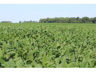 Tract 20 in Clay & Wayne Counties, Indiana Farmland - VIRTUAL ILLINOIS LAND AUCTION - 109+/- ACRES OFFERED IN 3 TRACTS IN CLAY & WAYNE COUNTIES, ILLINOIS (PART OF AN 1,132+/- ACRE, 21 TRACT AUCTION)