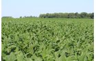 Tract 20 in Clay & Wayne Counties, Indiana Farmland - VIRTUAL ILLINOIS LAND AUCTION - 109+/- ACRES OFFERED IN 3 TRACTS IN CLAY & WAYNE COUNTIES, ILLINOIS (PART OF AN 1,132+/- ACRE, 21 TRACT AUCTION)