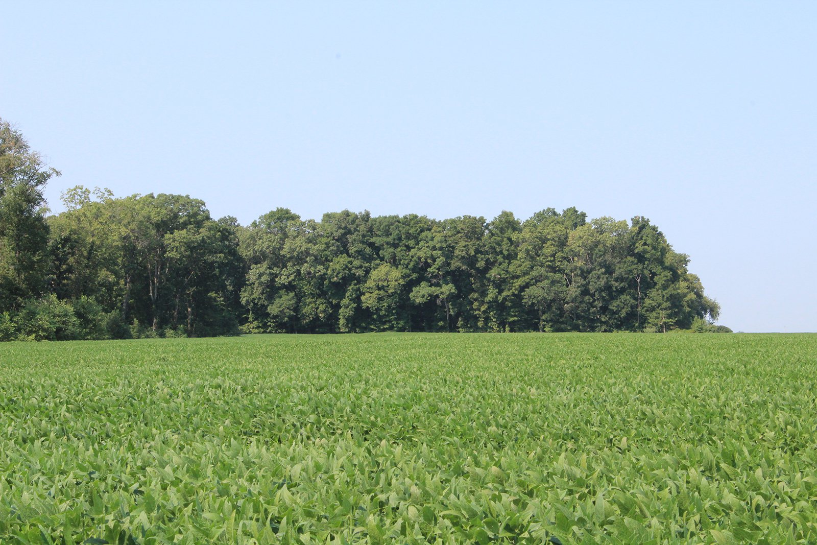 Tract 20 in Clay & Wayne Counties, Indiana Farmland - VIRTUAL ILLINOIS LAND AUCTION - 109+/- ACRES OFFERED IN 3 TRACTS IN CLAY & WAYNE COUNTIES, ILLINOIS (PART OF AN 1,132+/- ACRE, 21 TRACT AUCTION)