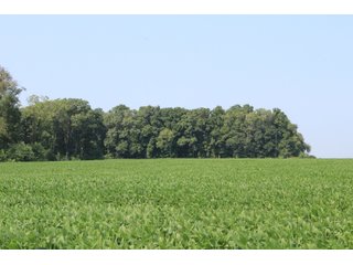 Tract 20 in Clay & Wayne Counties, Indiana Farmland - VIRTUAL ILLINOIS LAND AUCTION - 109+/- ACRES OFFERED IN 3 TRACTS IN CLAY & WAYNE COUNTIES, ILLINOIS (PART OF AN 1,132+/- ACRE, 21 TRACT AUCTION)