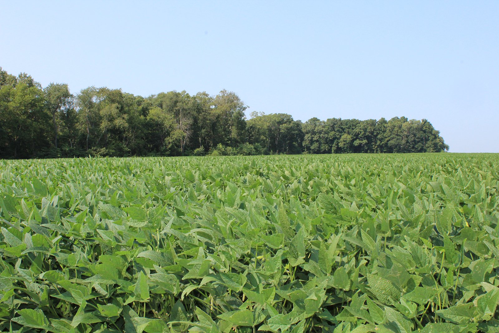 Tract 20 in Clay & Wayne Counties, Indiana Farmland - VIRTUAL ILLINOIS LAND AUCTION - 109+/- ACRES OFFERED IN 3 TRACTS IN CLAY & WAYNE COUNTIES, ILLINOIS (PART OF AN 1,132+/- ACRE, 21 TRACT AUCTION)