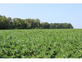 Tract 20 in Clay & Wayne Counties, Indiana Farmland - VIRTUAL ILLINOIS LAND AUCTION - 109+/- ACRES OFFERED IN 3 TRACTS IN CLAY & WAYNE COUNTIES, ILLINOIS (PART OF AN 1,132+/- ACRE, 21 TRACT AUCTION)