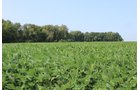 Tract 20 in Clay & Wayne Counties, Indiana Farmland - VIRTUAL ILLINOIS LAND AUCTION - 109+/- ACRES OFFERED IN 3 TRACTS IN CLAY & WAYNE COUNTIES, ILLINOIS (PART OF AN 1,132+/- ACRE, 21 TRACT AUCTION)