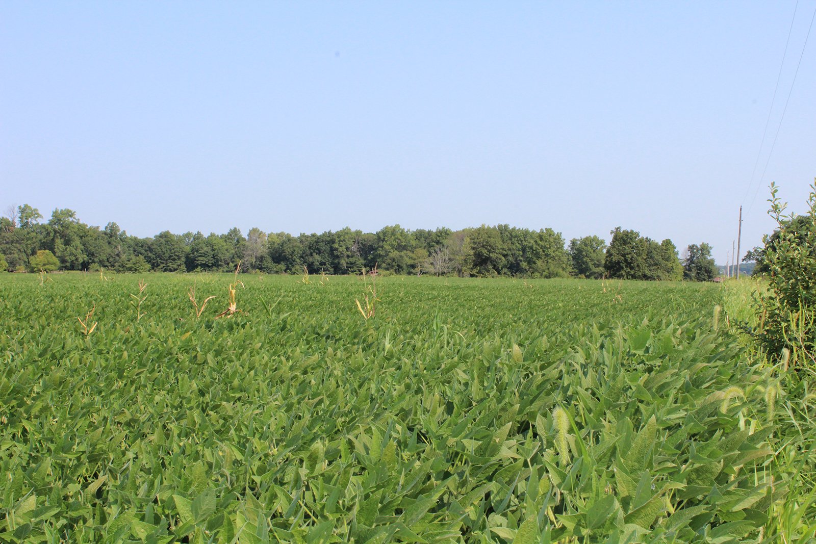Tract 21 in Clay & Wayne Counties, Indiana Farmland - VIRTUAL ILLINOIS LAND AUCTION - 109+/- ACRES OFFERED IN 3 TRACTS IN CLAY & WAYNE COUNTIES, ILLINOIS (PART OF AN 1,132+/- ACRE, 21 TRACT AUCTION)