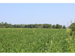 Tract 21 in Clay & Wayne Counties, Indiana Farmland - VIRTUAL ILLINOIS LAND AUCTION - 109+/- ACRES OFFERED IN 3 TRACTS IN CLAY & WAYNE COUNTIES, ILLINOIS (PART OF AN 1,132+/- ACRE, 21 TRACT AUCTION)