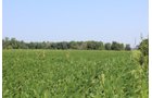 Tract 21 in Clay & Wayne Counties, Indiana Farmland - VIRTUAL ILLINOIS LAND AUCTION - 109+/- ACRES OFFERED IN 3 TRACTS IN CLAY & WAYNE COUNTIES, ILLINOIS (PART OF AN 1,132+/- ACRE, 21 TRACT AUCTION)