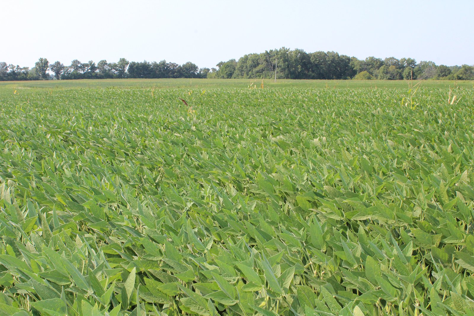 Tract 21 in Clay & Wayne Counties, Indiana Farmland - VIRTUAL ILLINOIS LAND AUCTION - 109+/- ACRES OFFERED IN 3 TRACTS IN CLAY & WAYNE COUNTIES, ILLINOIS (PART OF AN 1,132+/- ACRE, 21 TRACT AUCTION)