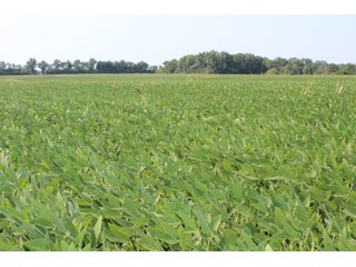 Tract 21 in Clay & Wayne Counties, Indiana Farmland - VIRTUAL ILLINOIS LAND AUCTION - 109+/- ACRES OFFERED IN 3 TRACTS IN CLAY & WAYNE COUNTIES, ILLINOIS (PART OF AN 1,132+/- ACRE, 21 TRACT AUCTION)