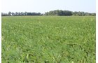 Tract 21 in Clay & Wayne Counties, Indiana Farmland - VIRTUAL ILLINOIS LAND AUCTION - 109+/- ACRES OFFERED IN 3 TRACTS IN CLAY & WAYNE COUNTIES, ILLINOIS (PART OF AN 1,132+/- ACRE, 21 TRACT AUCTION)