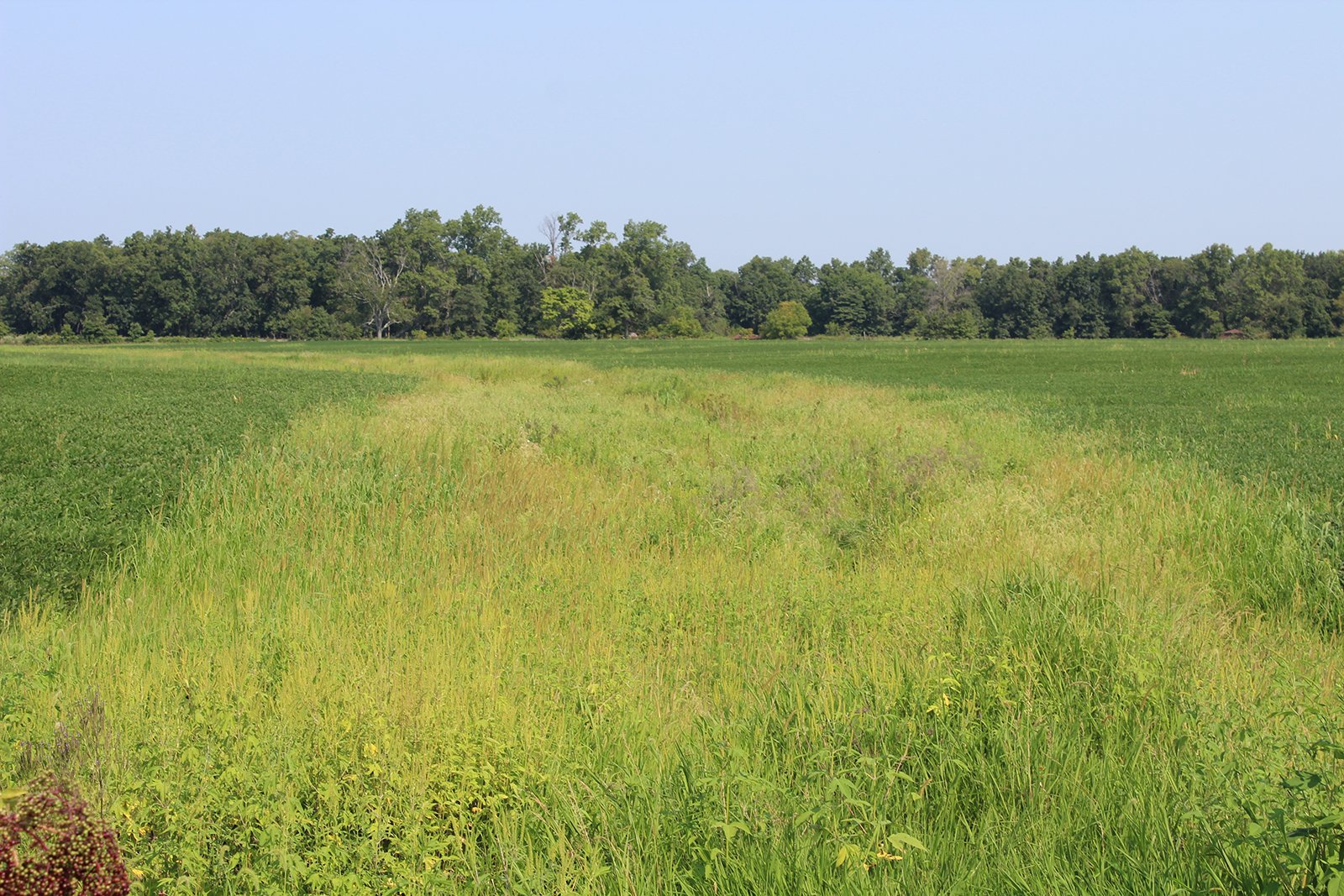 Tract 21 in Clay & Wayne Counties, Indiana Farmland - VIRTUAL ILLINOIS LAND AUCTION - 109+/- ACRES OFFERED IN 3 TRACTS IN CLAY & WAYNE COUNTIES, ILLINOIS (PART OF AN 1,132+/- ACRE, 21 TRACT AUCTION)