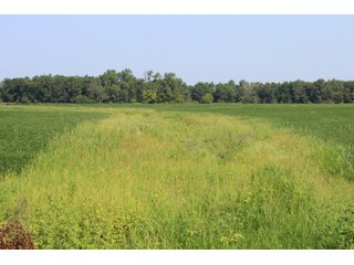 Tract 21 in Clay & Wayne Counties, Indiana Farmland - VIRTUAL ILLINOIS LAND AUCTION - 109+/- ACRES OFFERED IN 3 TRACTS IN CLAY & WAYNE COUNTIES, ILLINOIS (PART OF AN 1,132+/- ACRE, 21 TRACT AUCTION)